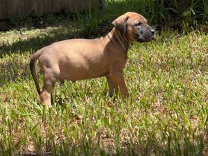 A young brown Boerboel or Ridgeback puppy stands alert on green grass in a sunny backyard.