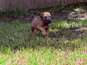 A brown Boerboel puppy stands alert on green grass in a backyard, showcasing its muscular build and tan coat.