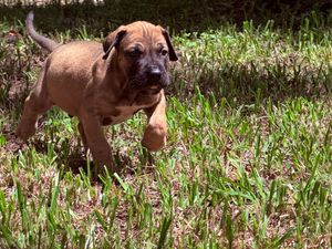A playful brown puppy runs through green grass in bright sunlight, showcasing its energetic and curious nature.