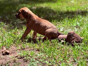 A brown Boxer puppy sniffs a hedgehog on a sunny green grass lawn outdoors.