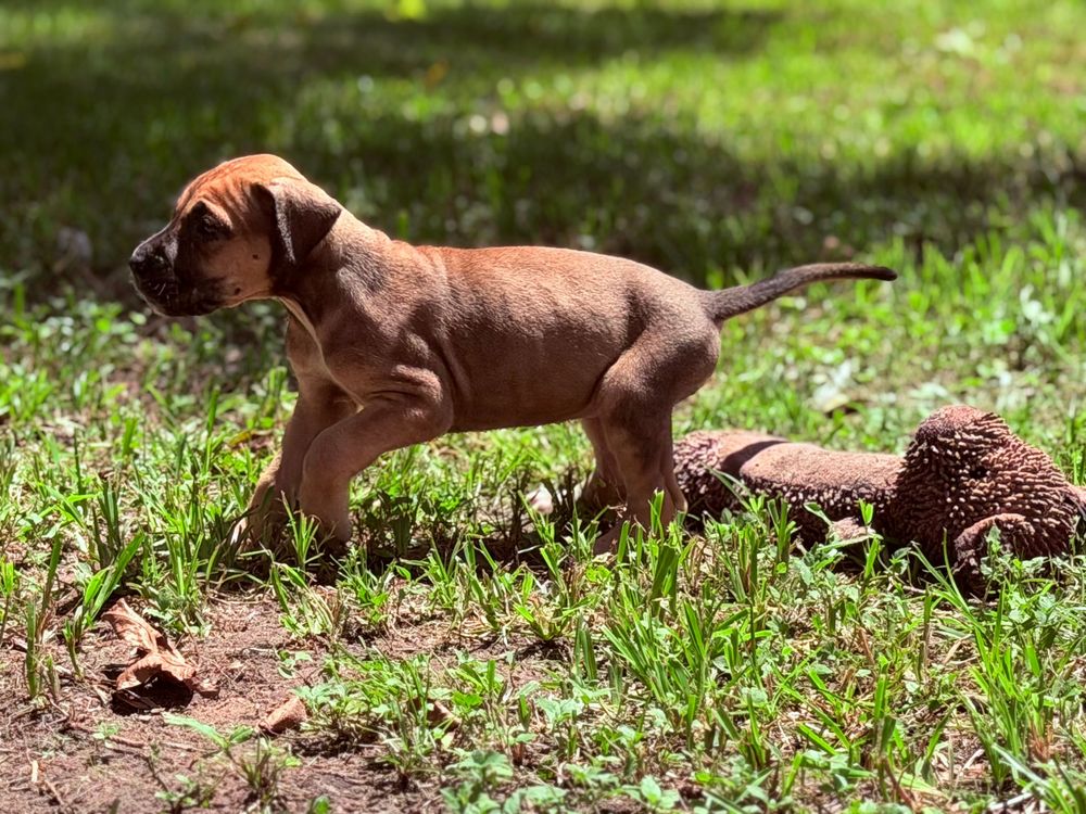A brown Rhodesian Ridgeback puppy stands on grass near a dirt mound in a sunny outdoor setting.