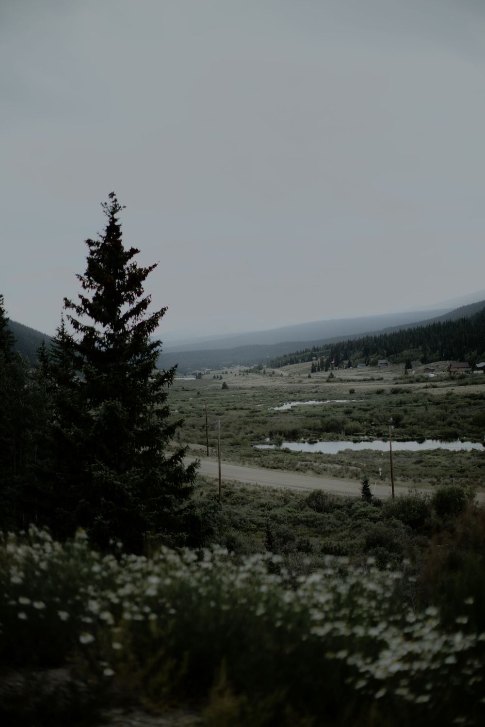 Rolling hills and evergreen trees dot the misty landscape with white wildflowers in the foreground.