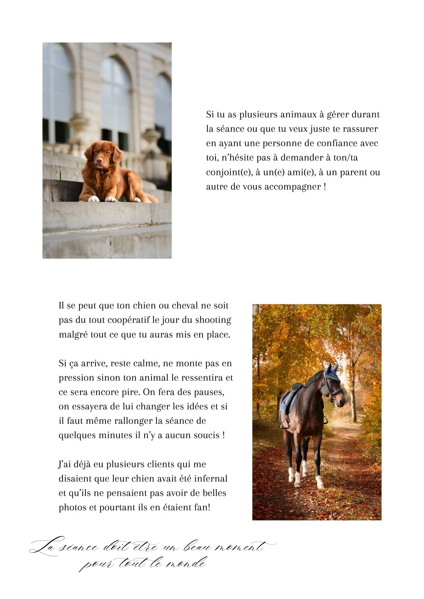 A collection of outdoor autumn photographs showing dogs and people walking through nature.