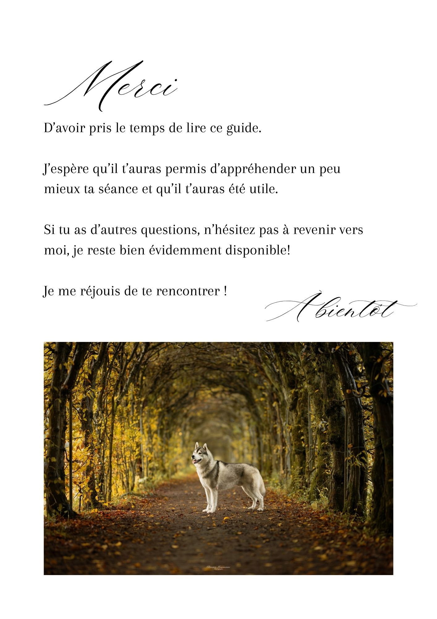 White dog standing on a forest path covered in golden autumn leaves.