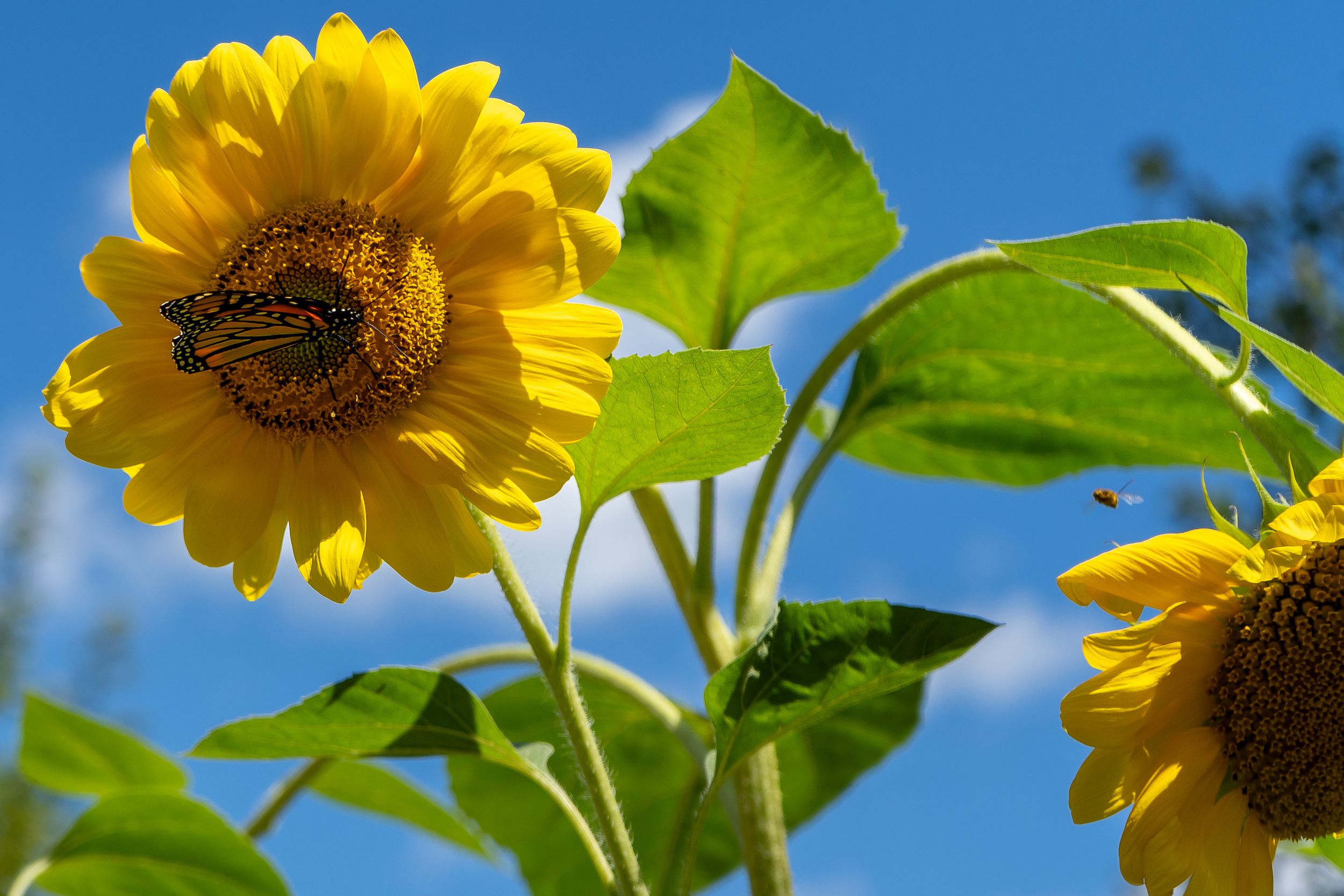 Bright yellow sunflower blooms against vibrant blue sky with green leaves in summer garden.