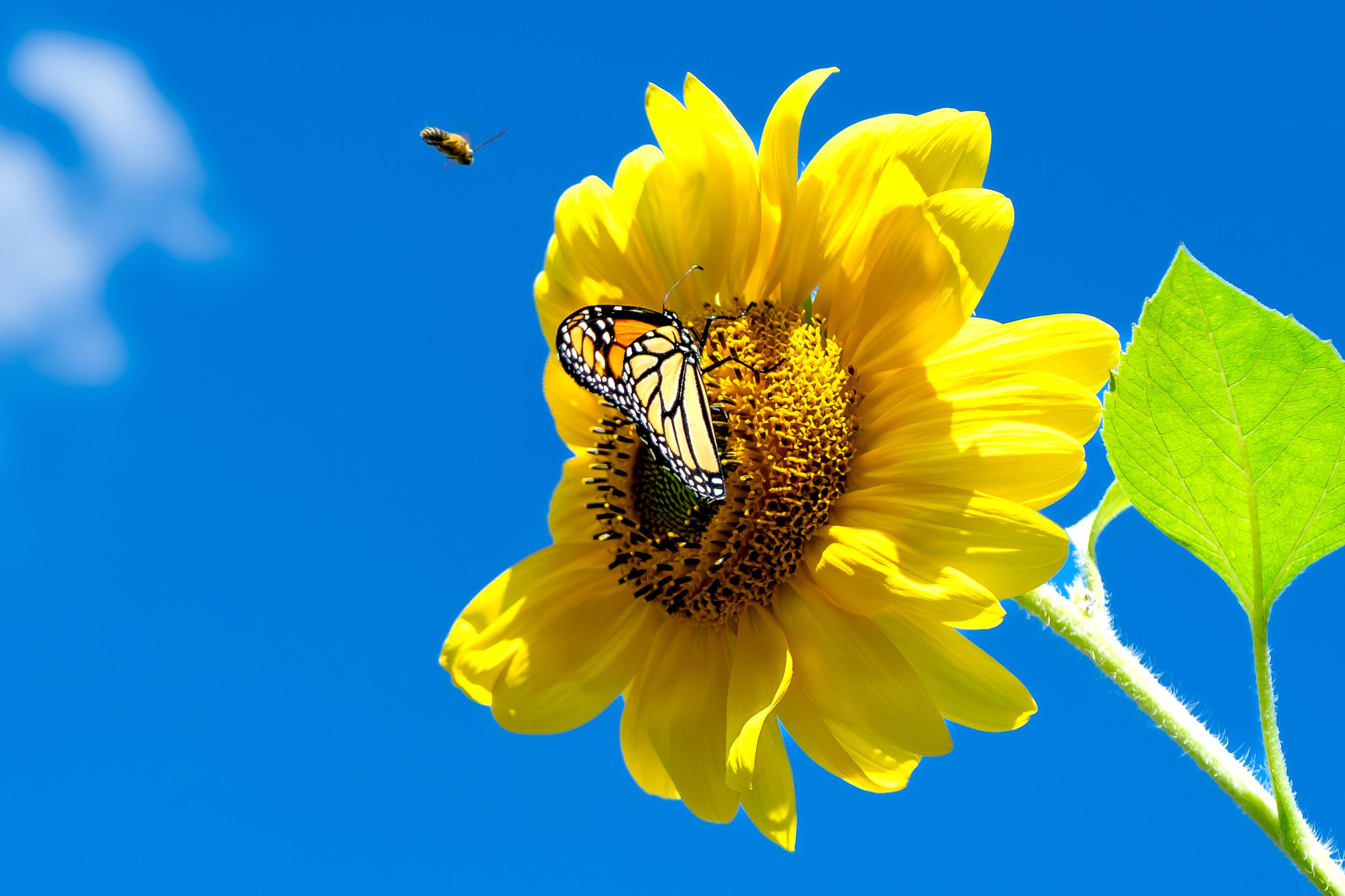 A bright yellow sunflower with a bee collecting nectar against a vibrant blue sky background.