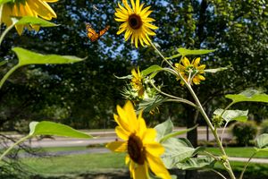 Bright yellow sunflowers bloom against a green leafy background on a sunny summer day.