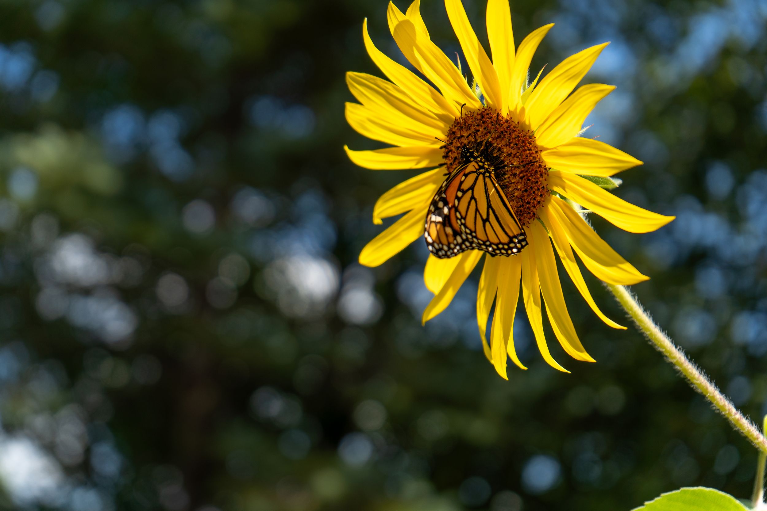 A monarch butterfly perches on a vibrant yellow sunflower petal against a blurred natural background.