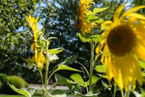 Bright yellow sunflowers bloom in a garden on a sunny day with green foliage in the background.