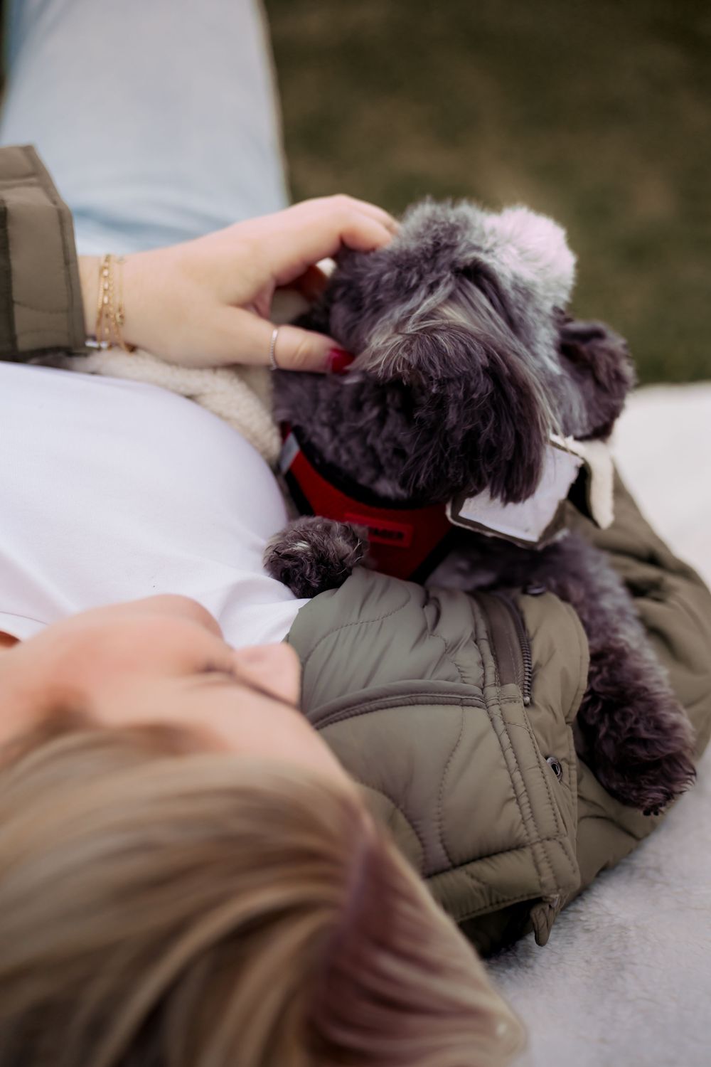 Small grey dog resting on person's lap during outdoor photography session.
