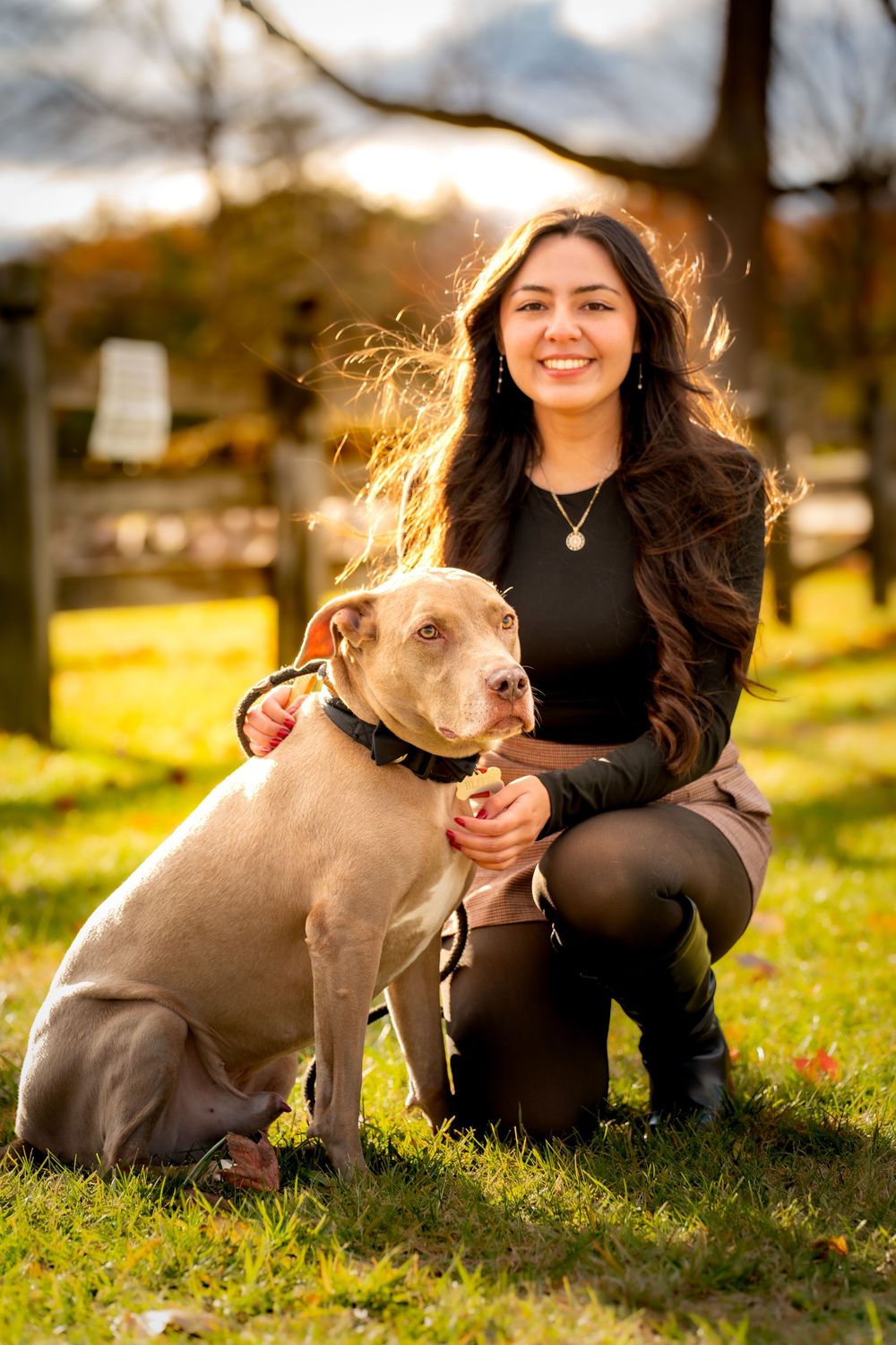Grey pitbull sitting on grass with owner during sunset photoshoot.