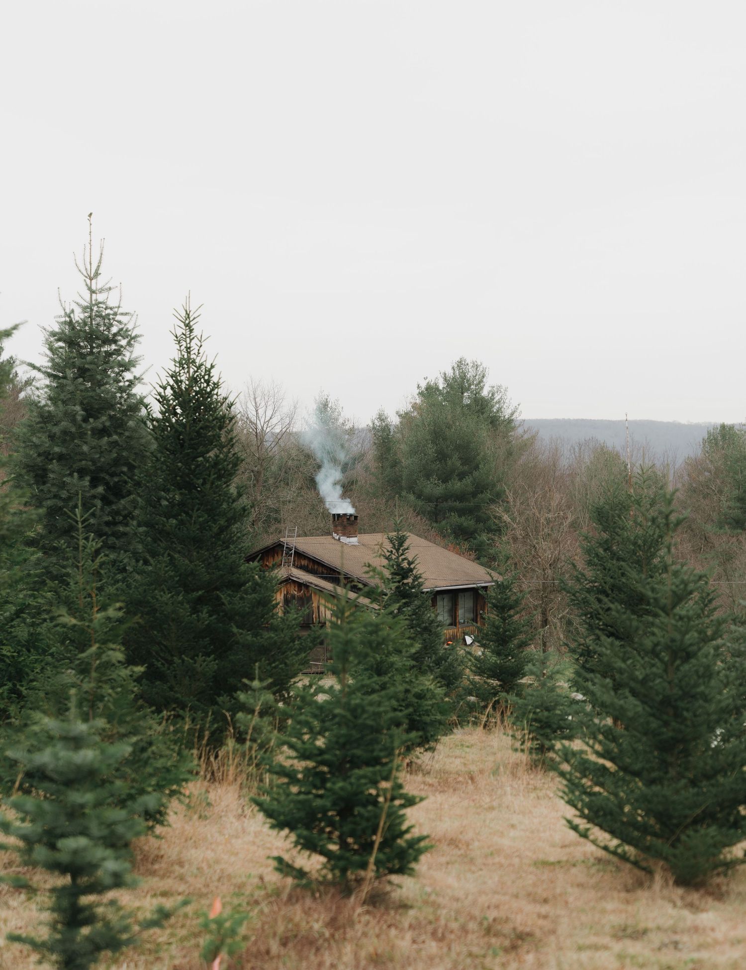 A rustic cabin nestled among evergreen trees with smoke rising from its chimney on a misty winter day.