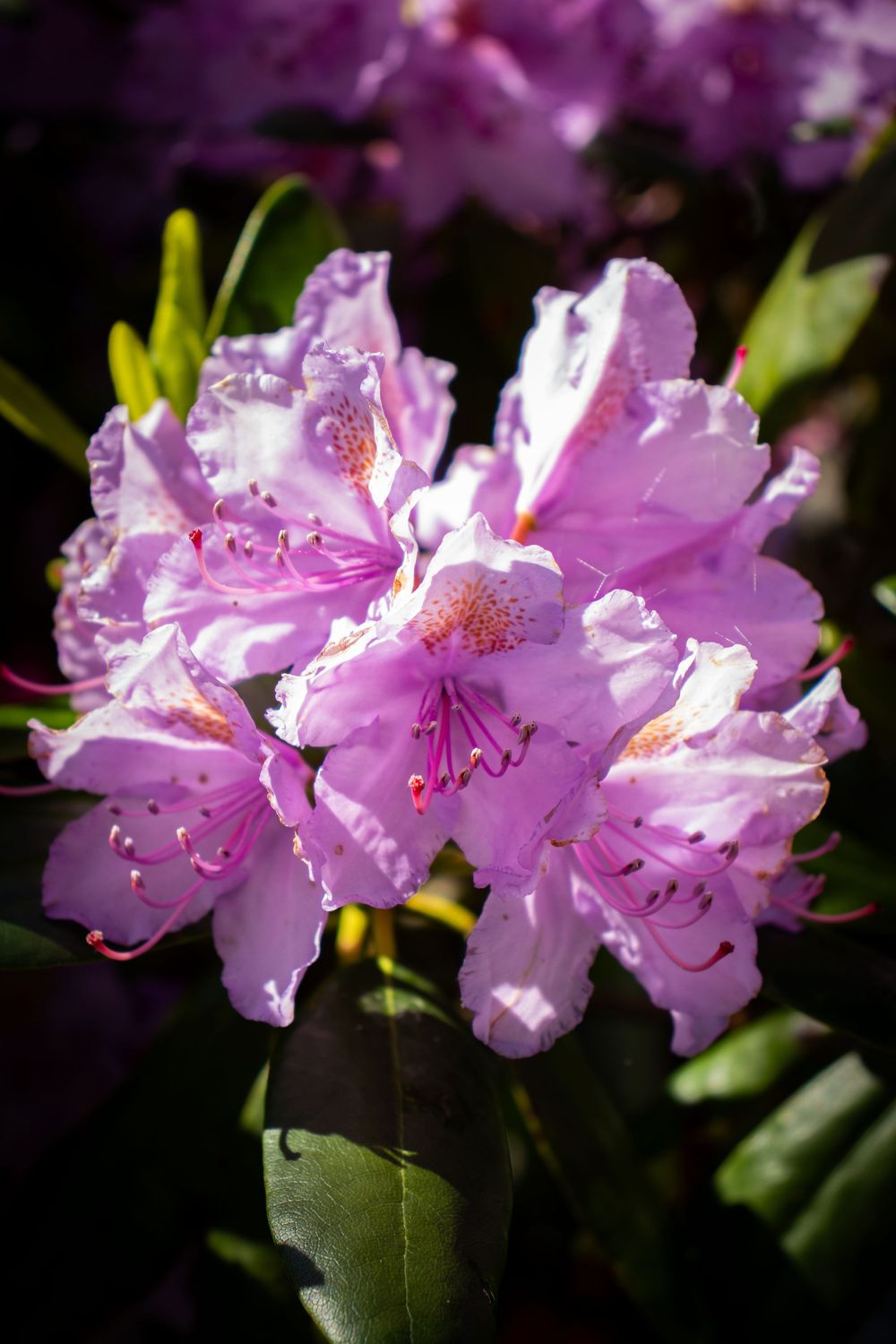 Nærbilde av lilla blomster, dekorativt naturfoto fra bryllup av Prospectxmedia.