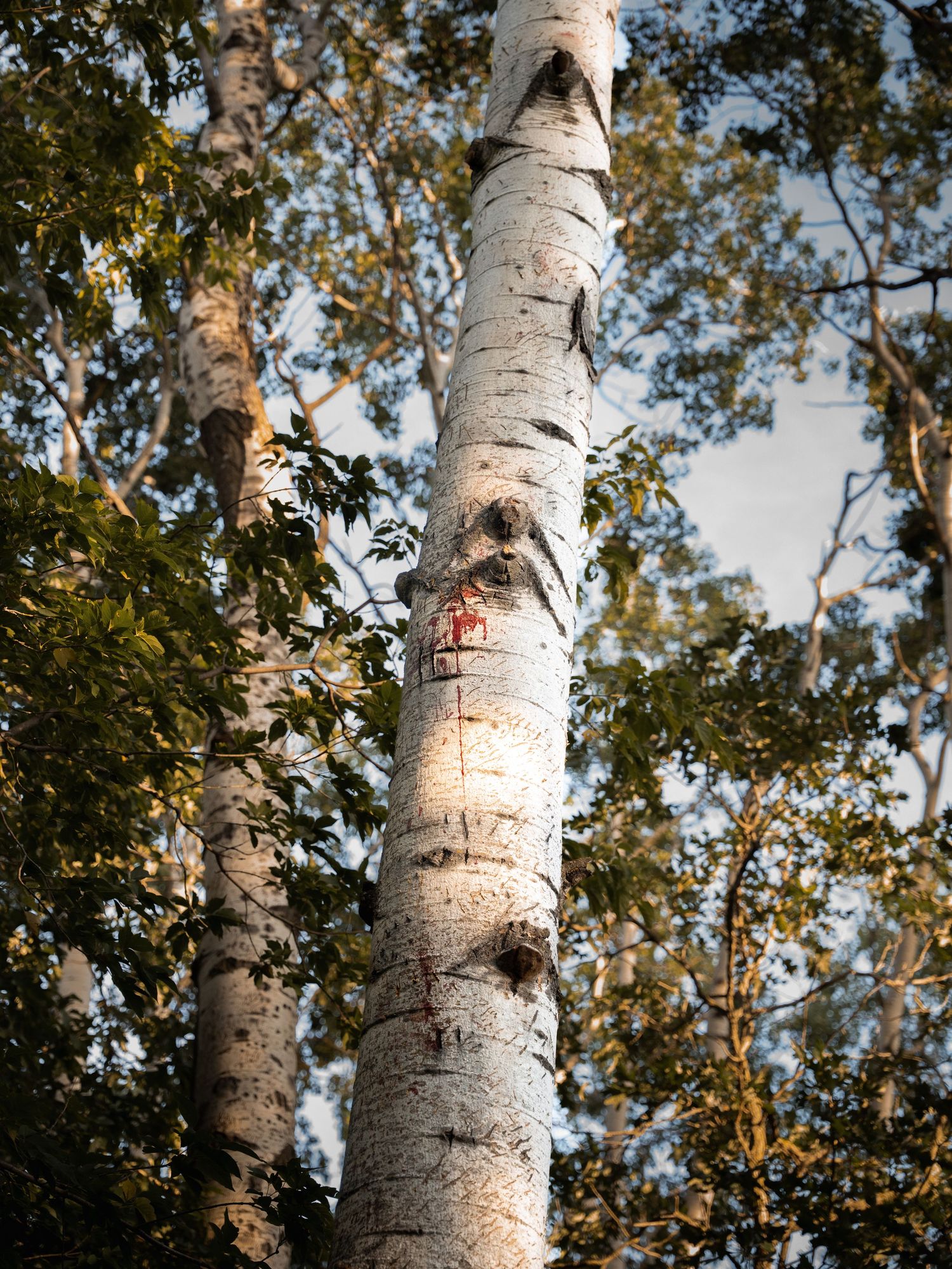 White birch tree trunks stand tall against a bright blue sky with green leaves.