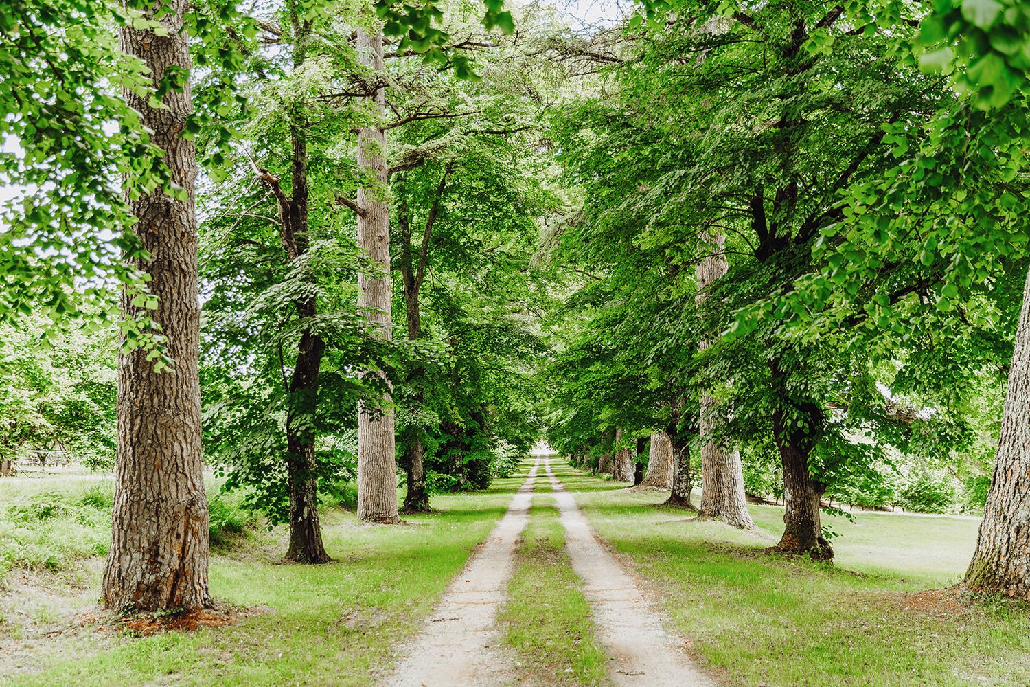 A winding dirt path through a lush green forest with tall trees creating a natural canopy overhead.