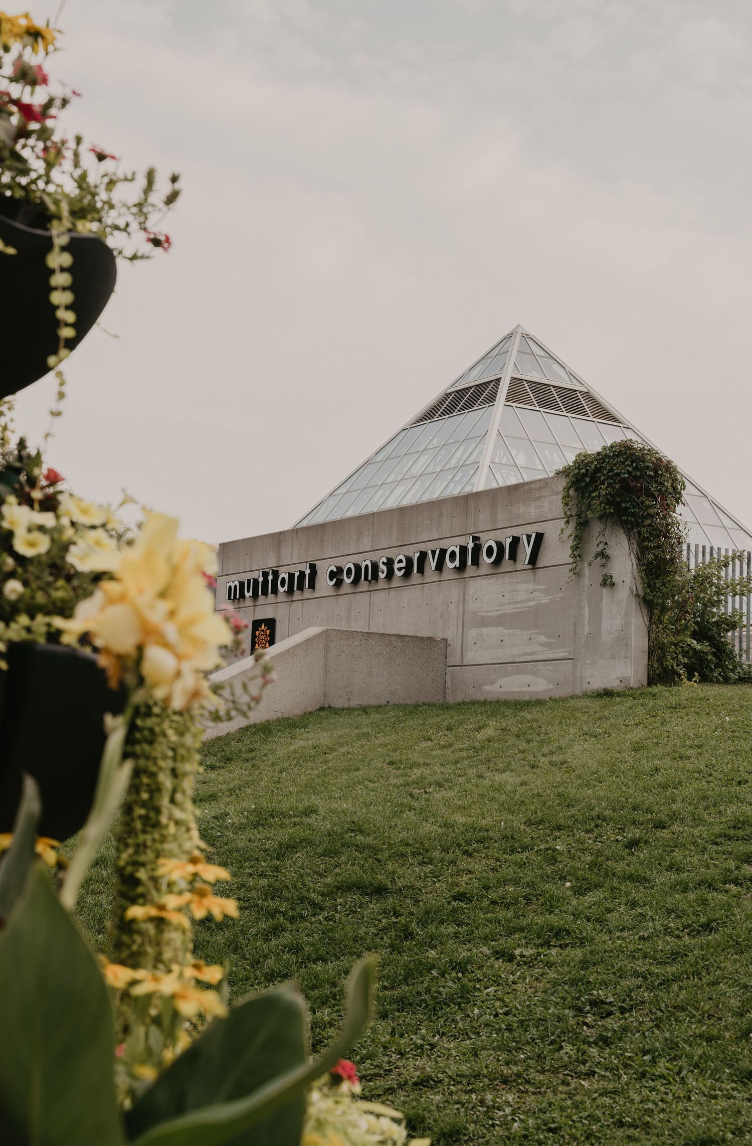 Modern glass pyramid conservatory building on a grassy hill with yellow flowers in the foreground.