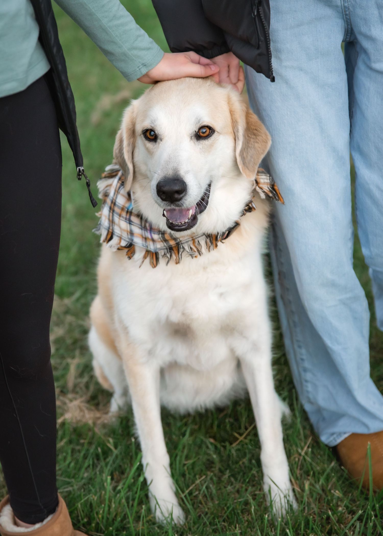A happy Labrador retriever dog with a cream-colored coat stands on grass while being petted by someone in jeans.