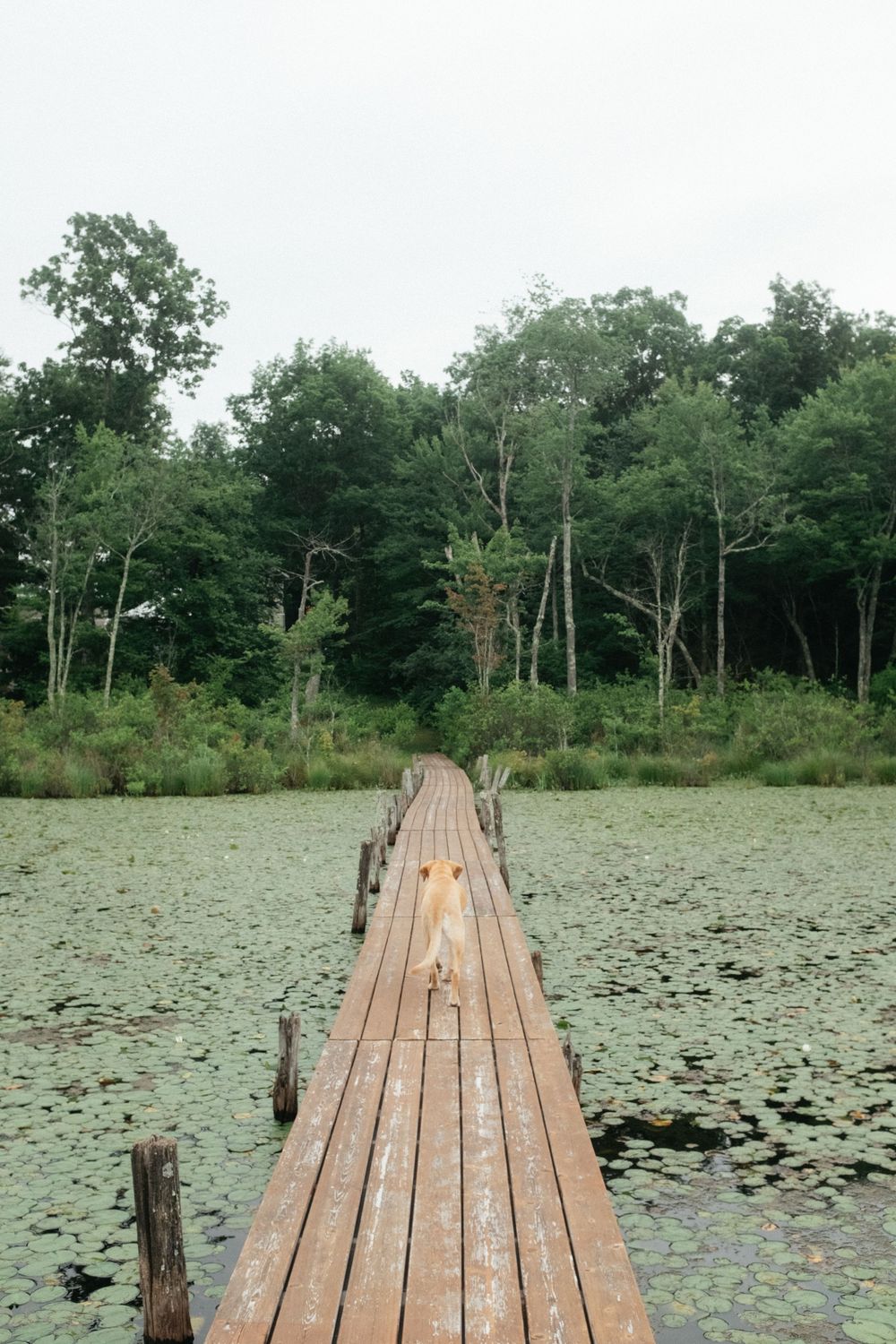 A golden retriever walks down a long dock walkway surrounded on either side by thousands of lily pads and towards a forest of green trees.