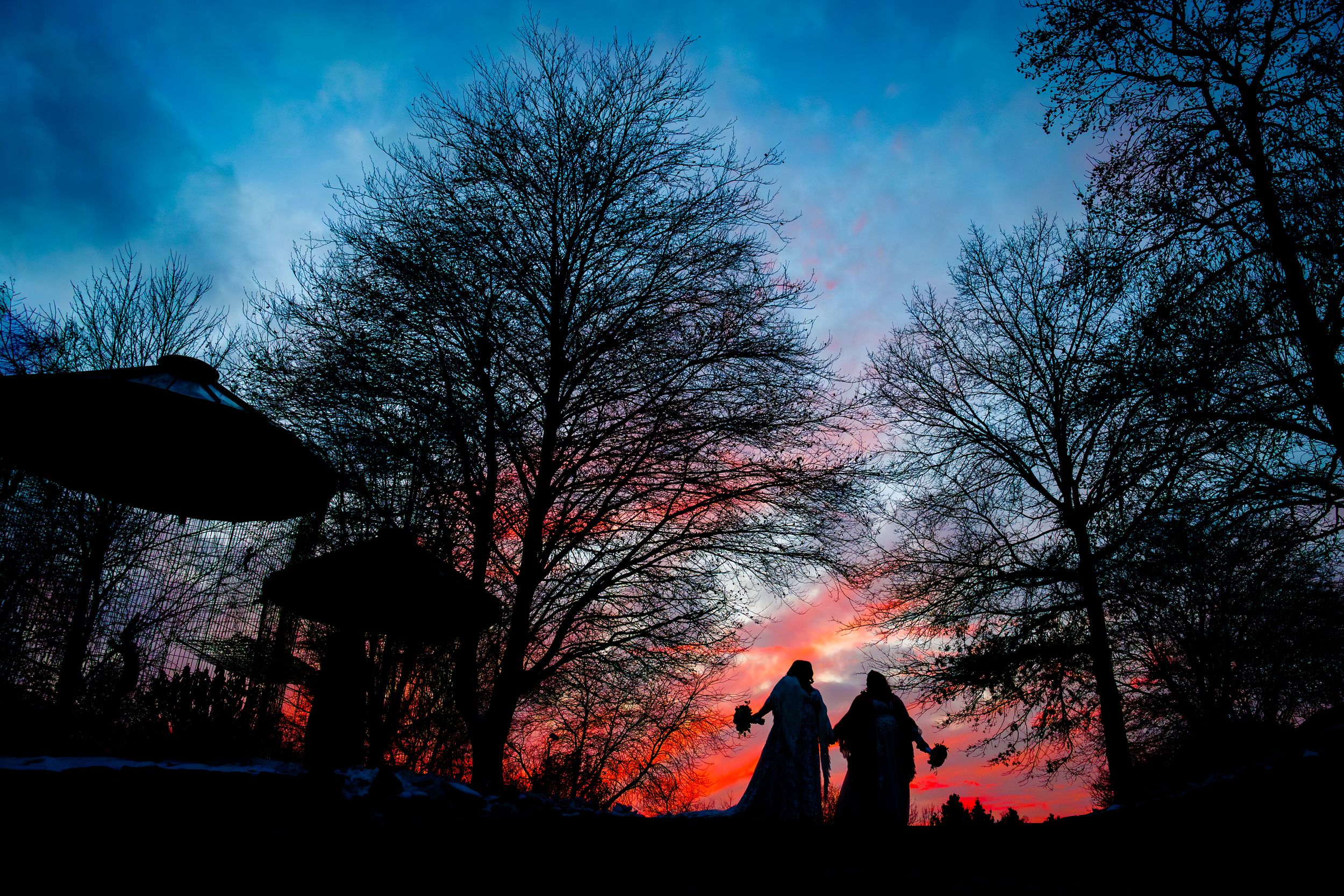 Dramatic sunset silhouettes bare winter trees against a vibrant blue and orange sky.