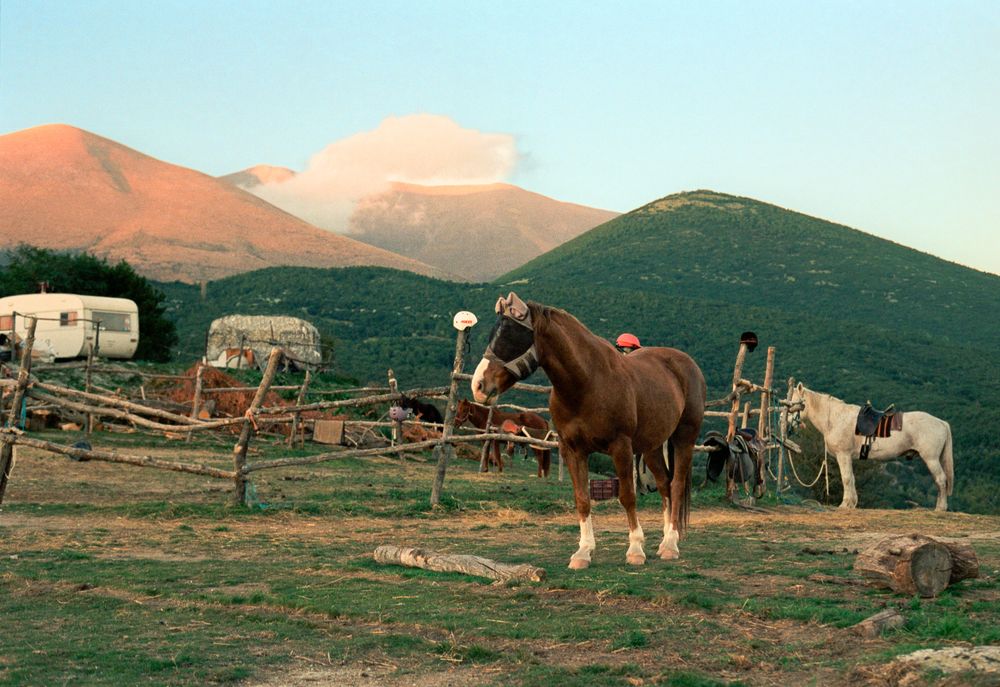 Horse standing in a rural field with mountains in the background.