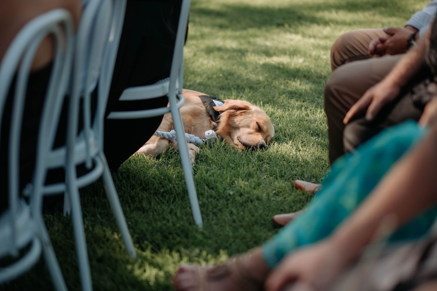 A golden retriever dog rests peacefully on green grass near white outdoor chairs during a gathering.