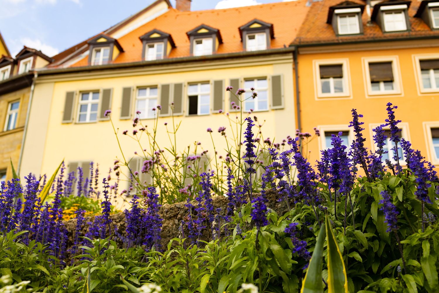 Purple lupine flowers bloom in front of yellow buildings under a bright blue sky.