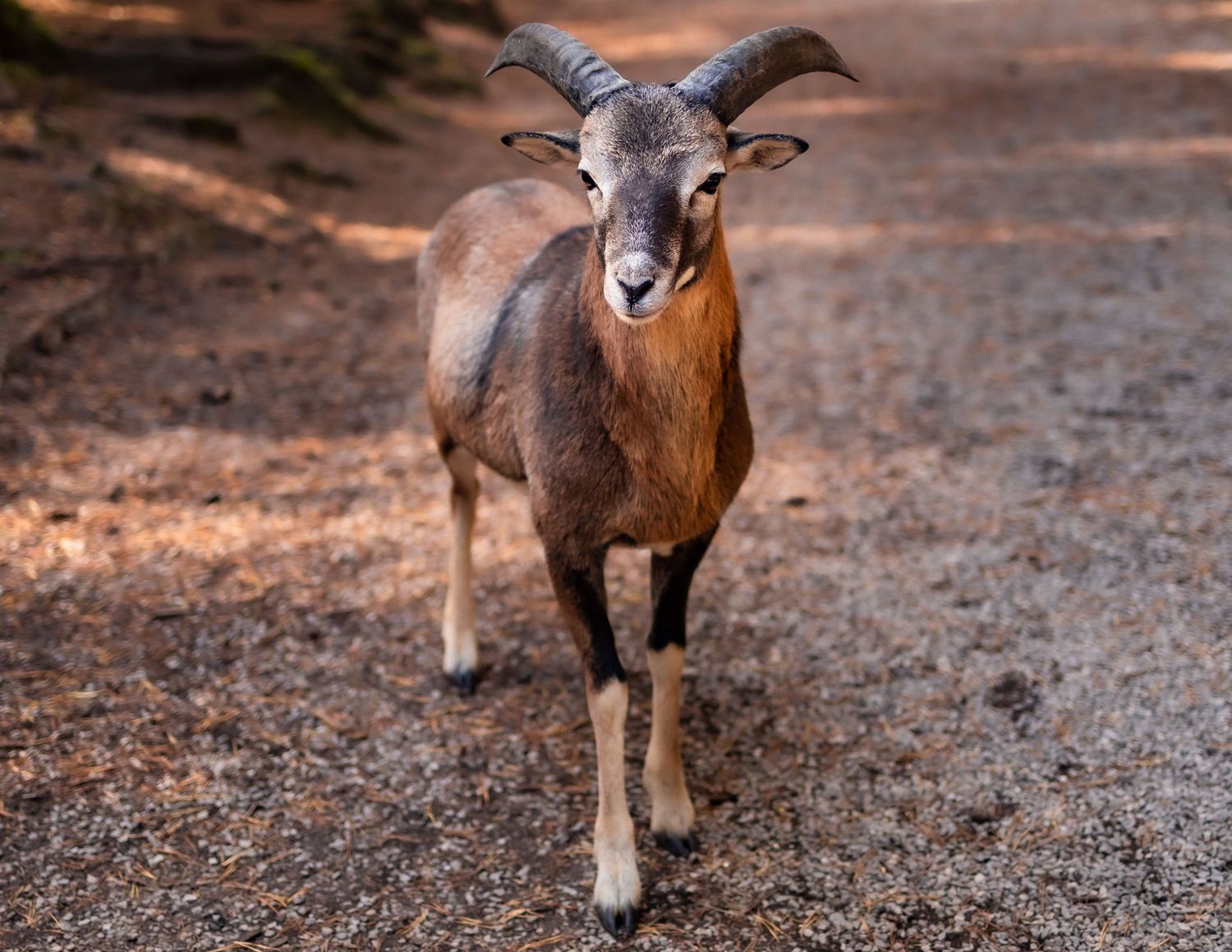 Series of bighorn sheep walking on rocky terrain in natural habitat.