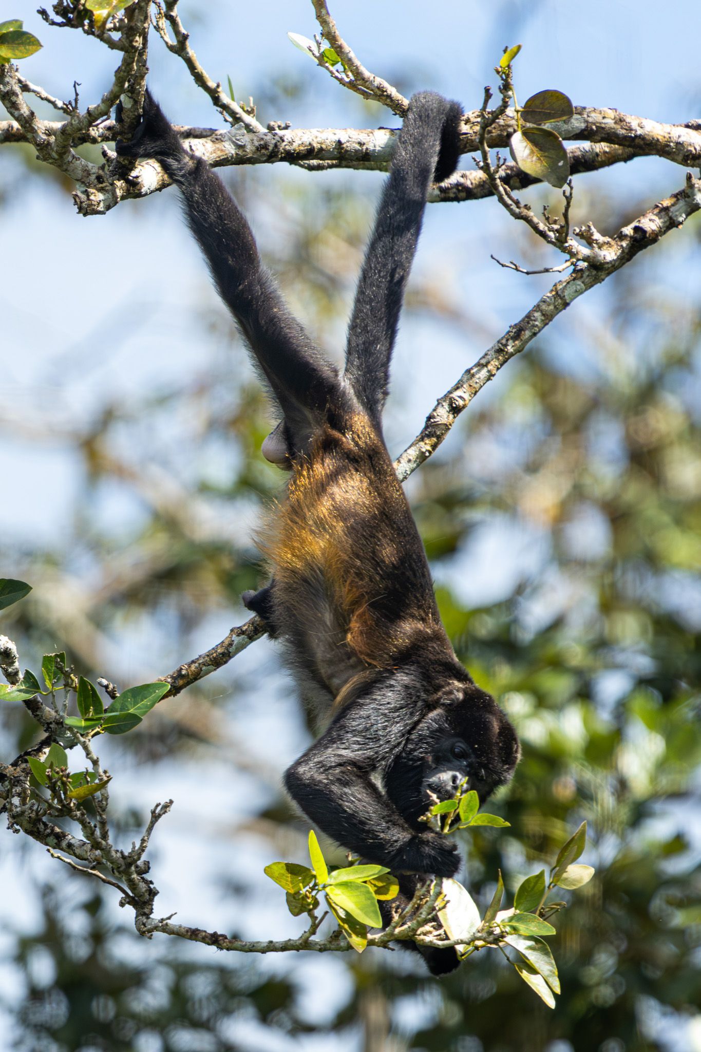 Wildlife photography of a howler monkey hanging upside down from a tree branch while eating leaves in Panama.
