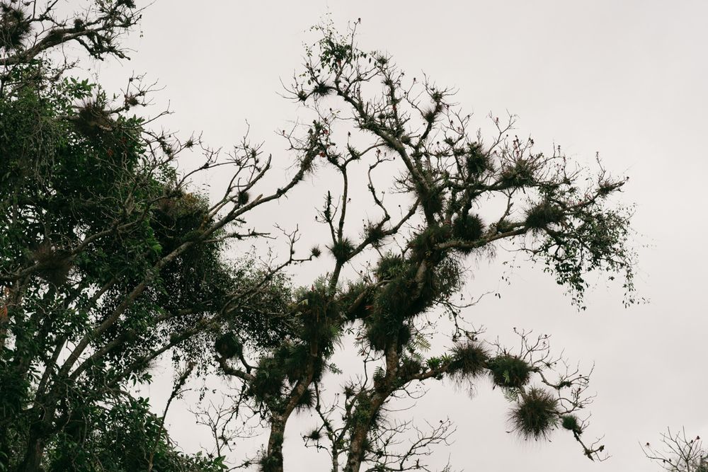 Silhouette of a gnarled tree branch with twisted limbs against an overcast sky.