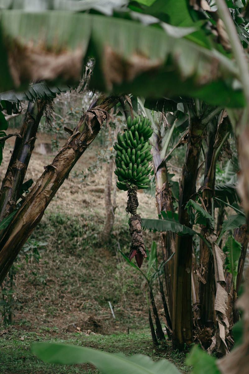 Green unripe bananas growing on a banana tree in a tropical garden setting.