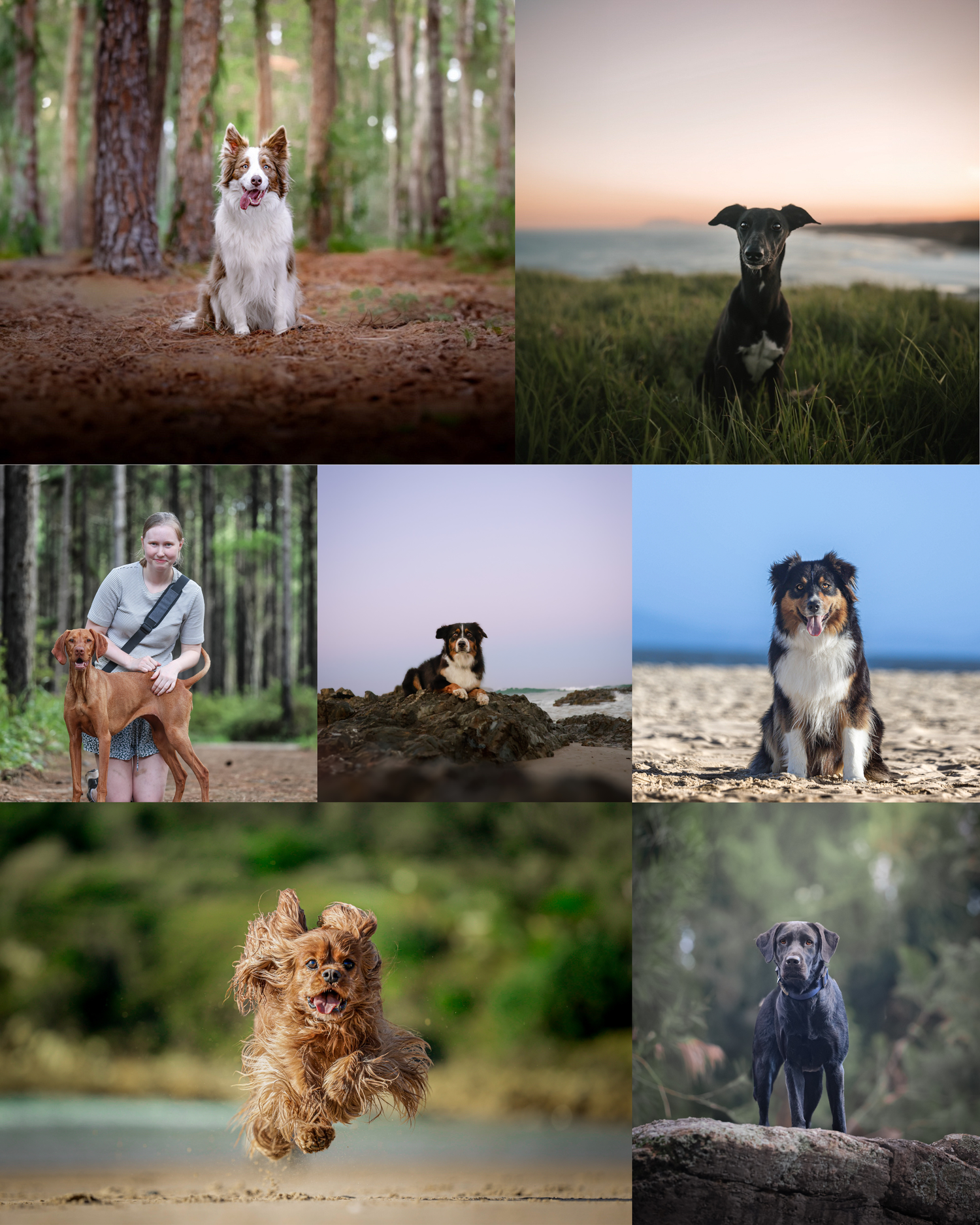 A collection of professional dog portraits showing various breeds in outdoor settings with natural lighting and scenic backgrounds.