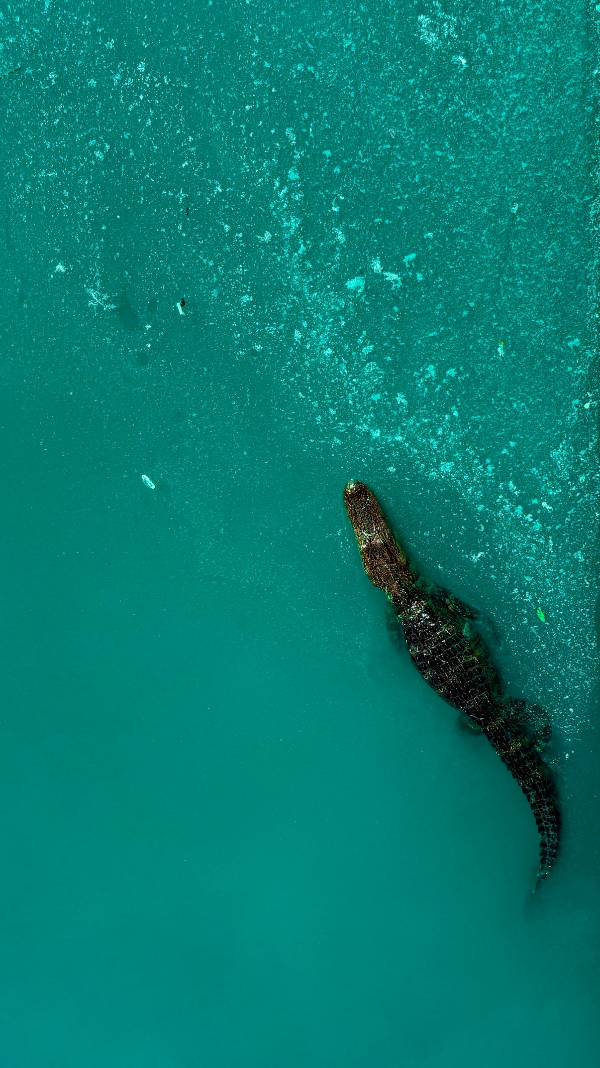 Sea turtle swimming in clear turquoise waters viewed from above.