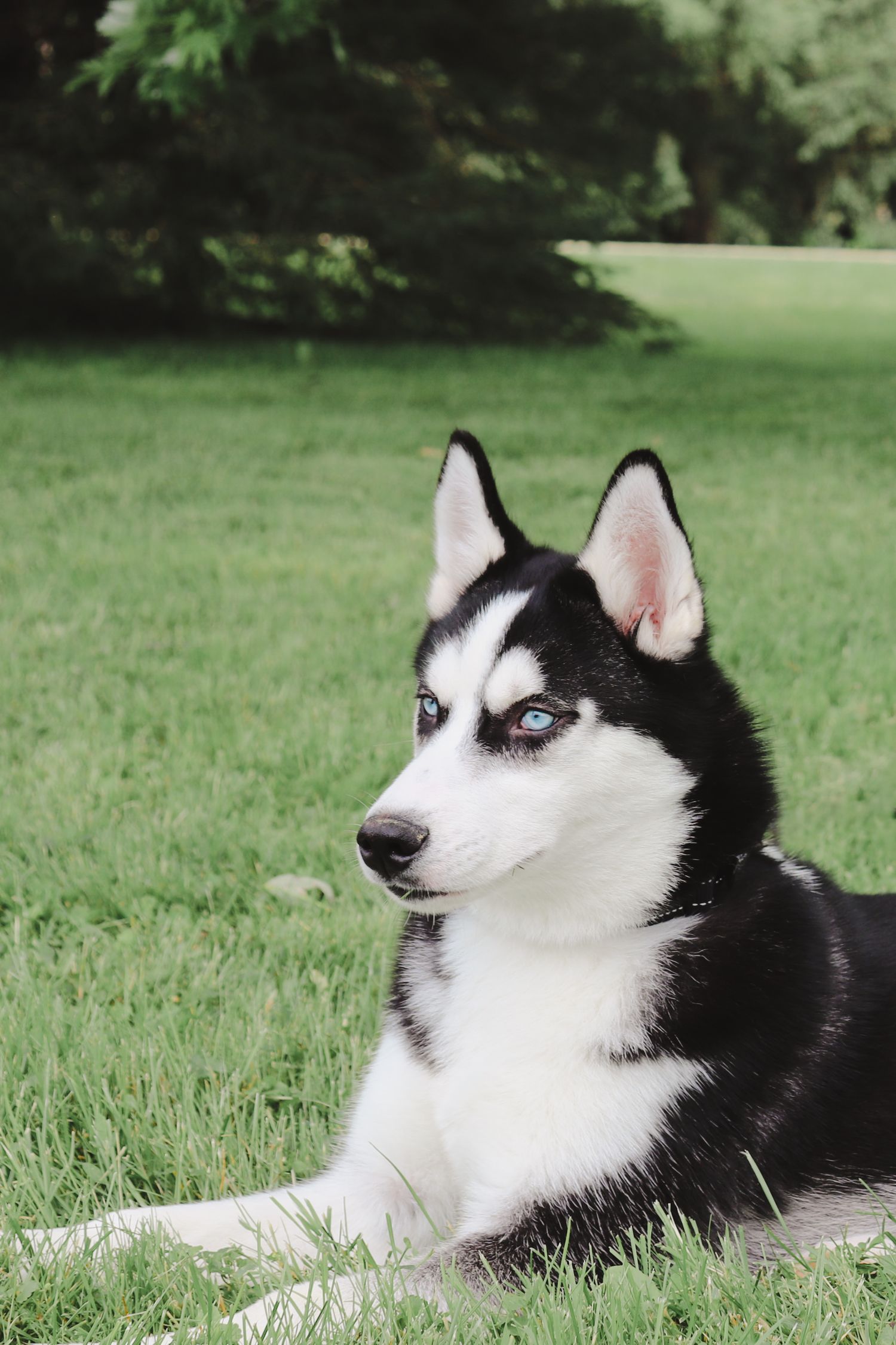 Black and white Pomsky dog with striking blue eyes rests on green grass in a park setting.