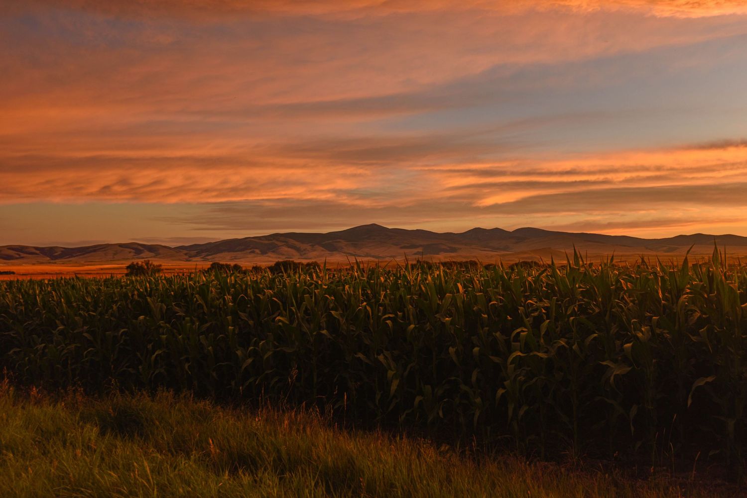 A cornfield stretches toward distant mountains under a dramatic orange sunset sky with wispy clouds.