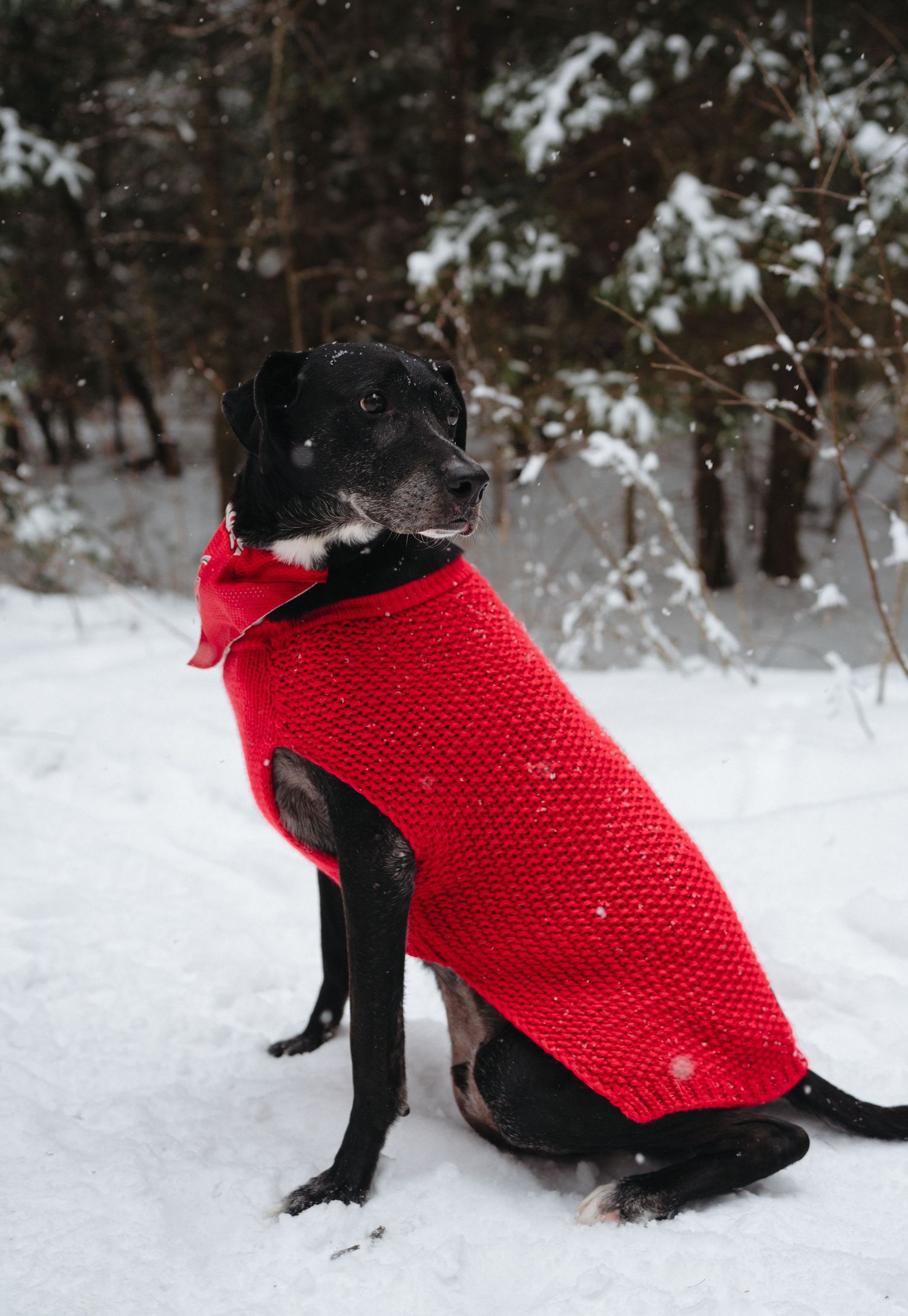 A black dog wearing a cozy red knitted sweater sits in the snow during winter.