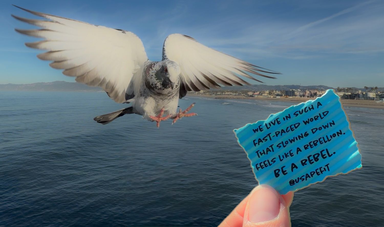 A series of photos showing a seagull swooping down to grab a note written on blue paper over ocean waters.