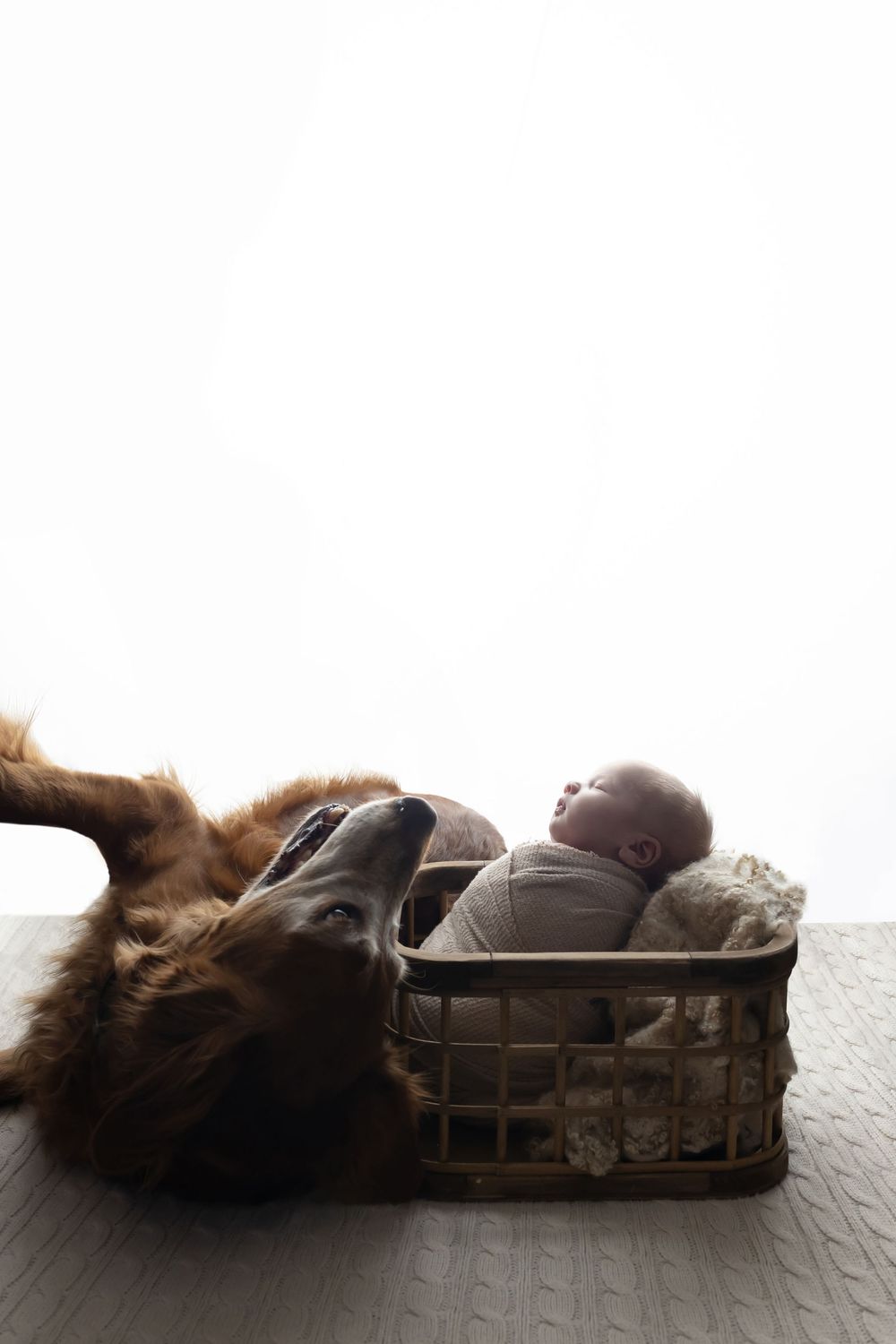 Dog "sibling" near newborn baby, taken by Jen Knightstep, Photographer