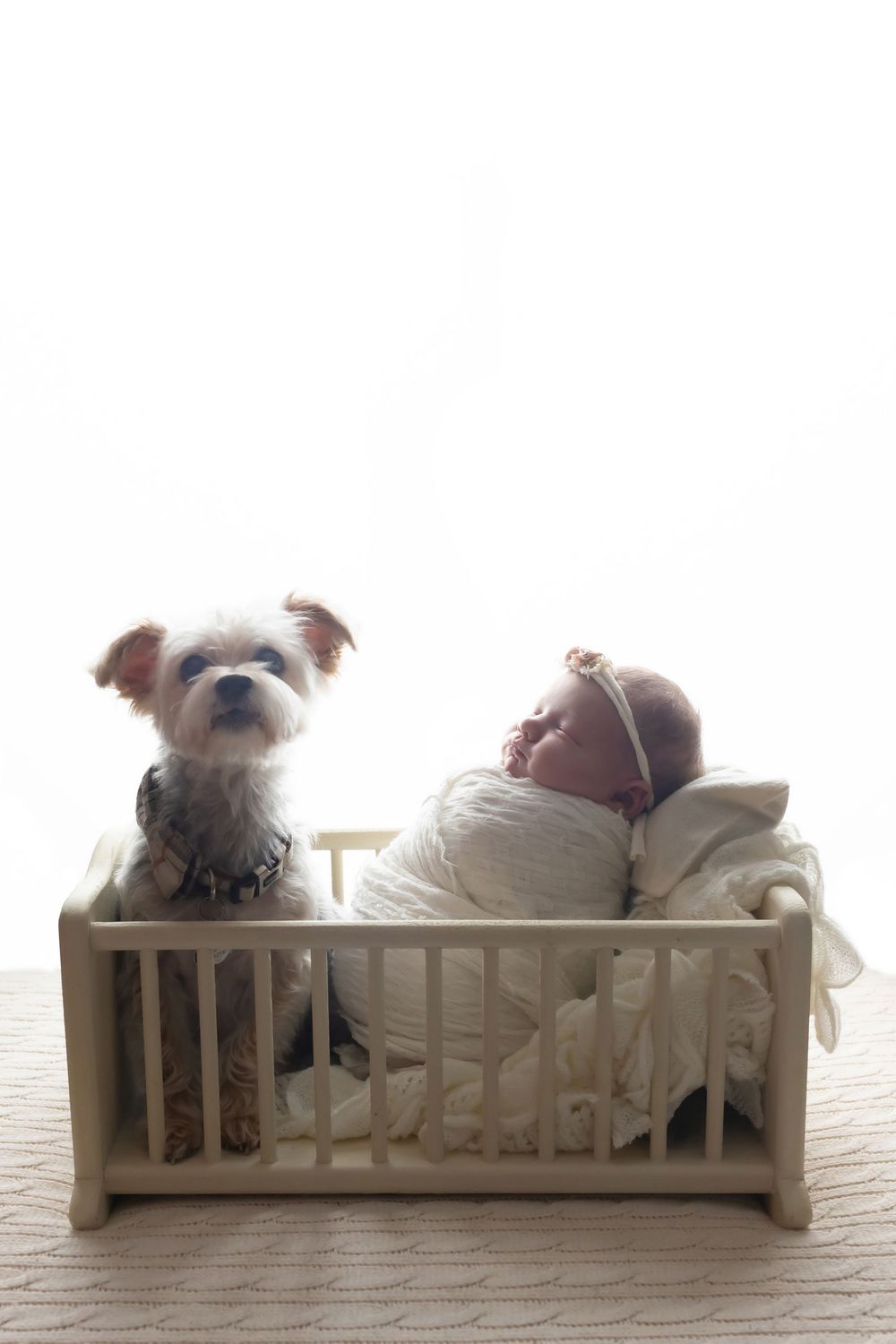 Dog "sibling" near newborn baby, taken by Jen Knightstep, Photographer