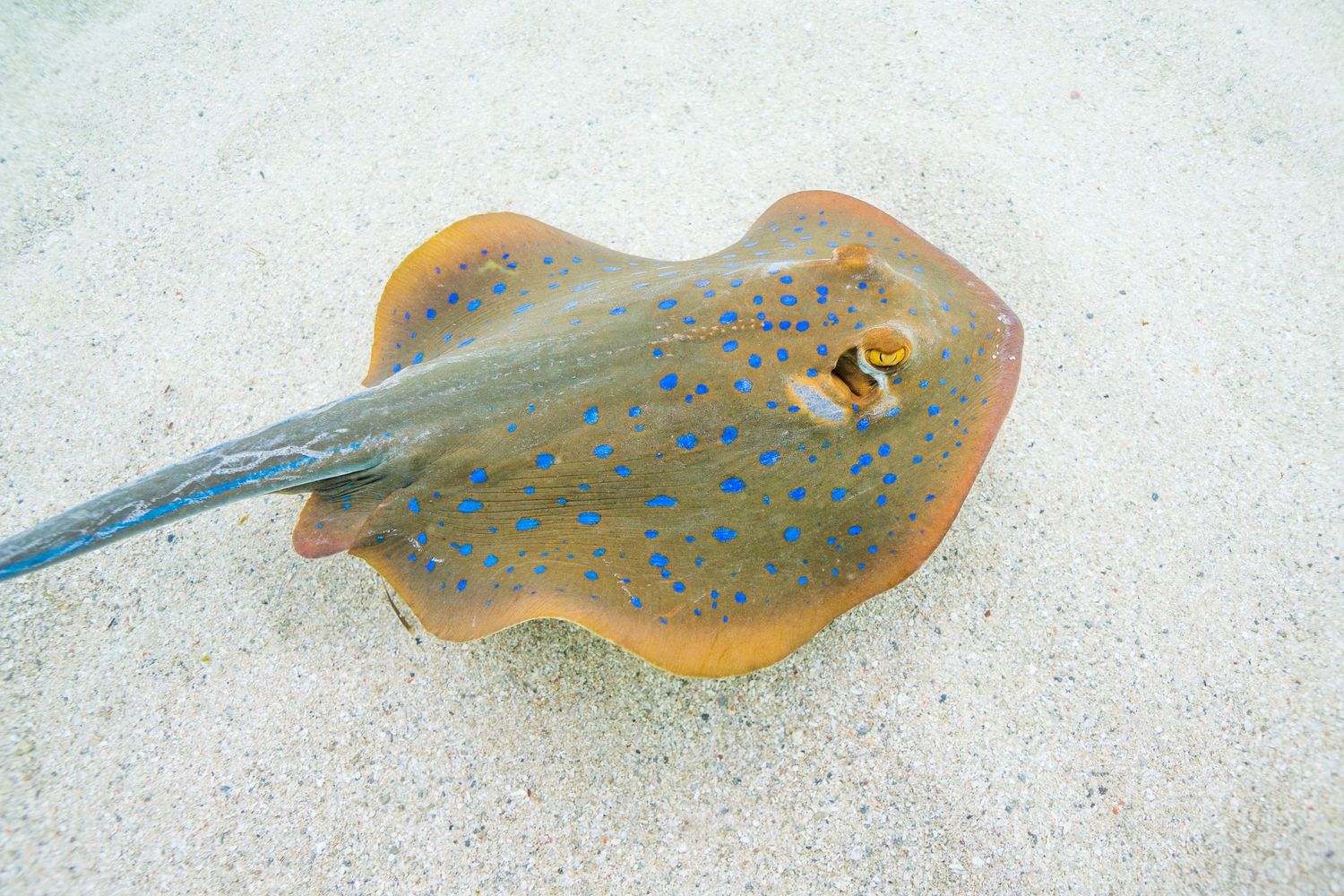 A spotted stingray rests camouflaged on sandy ocean floor.