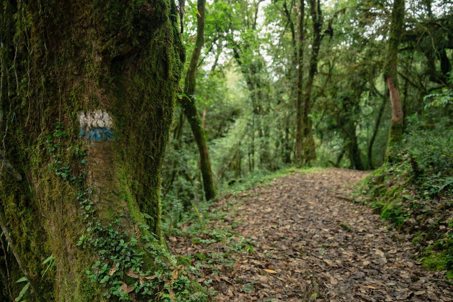 Leaf-covered hiking path through a lush green forest with moss-covered trees.