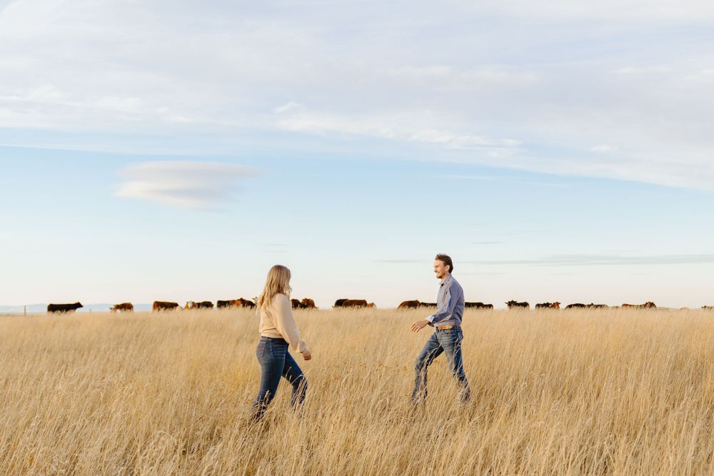Couple running playfully through golden prairie grass with cattle grazing in the background.