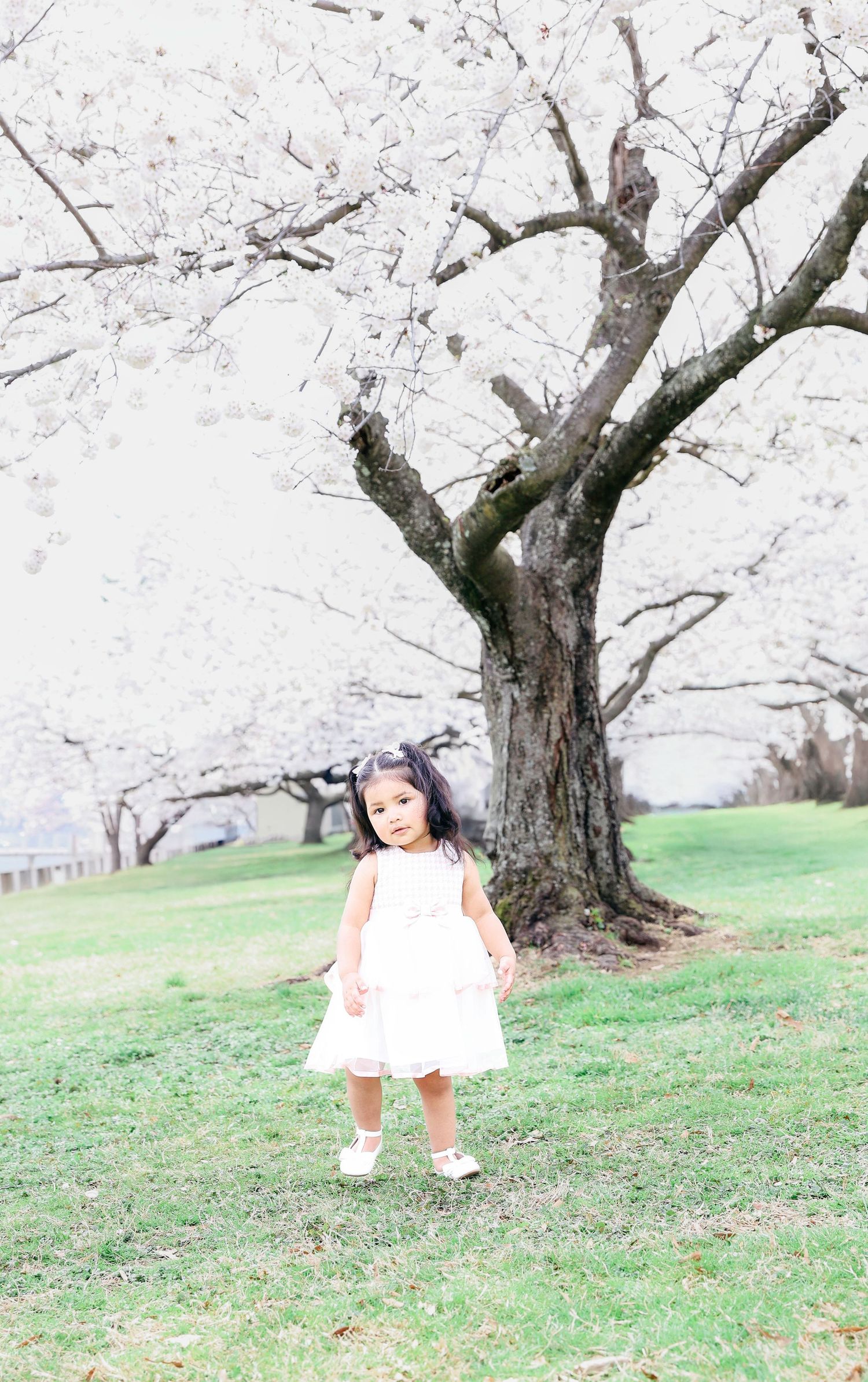 A small child wearing a white dress stands on grass beneath a bare branched tree.