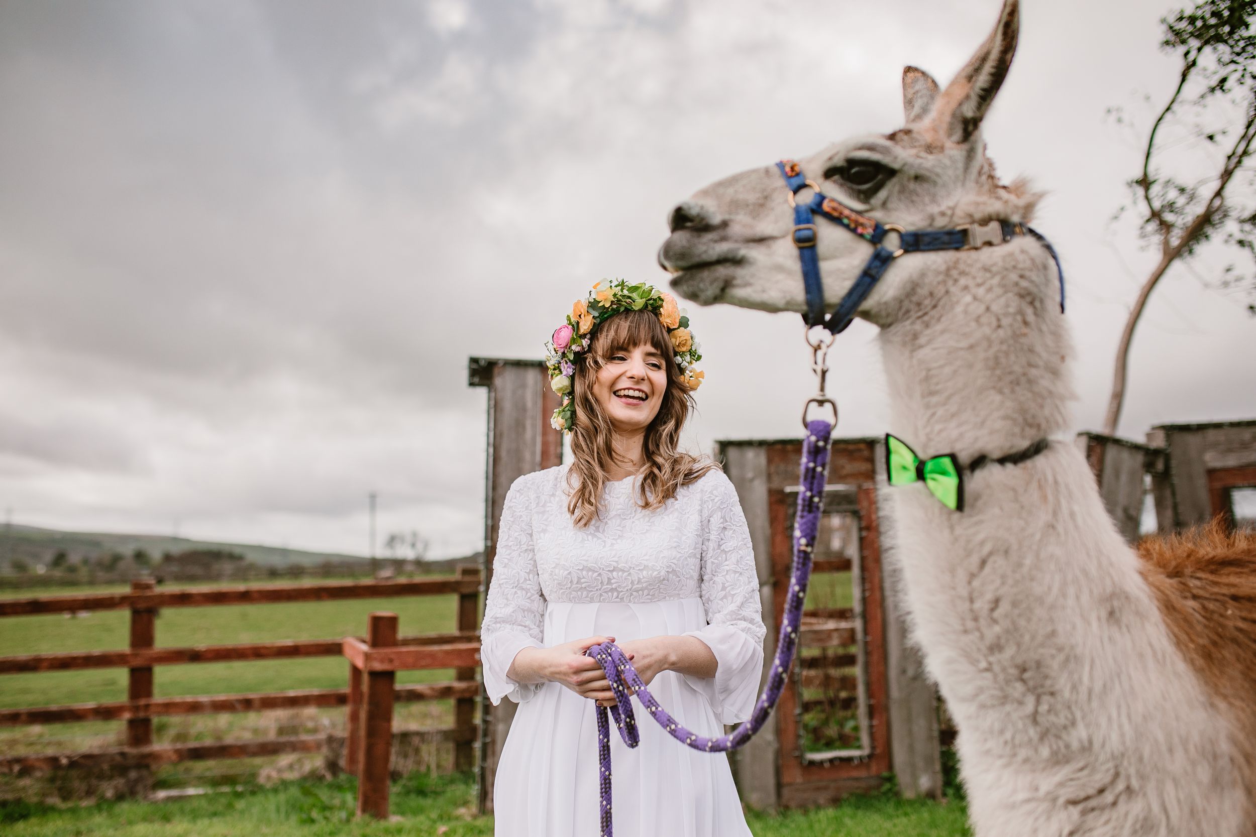 bride holds an alpaca while laughing at the wellbeing farm