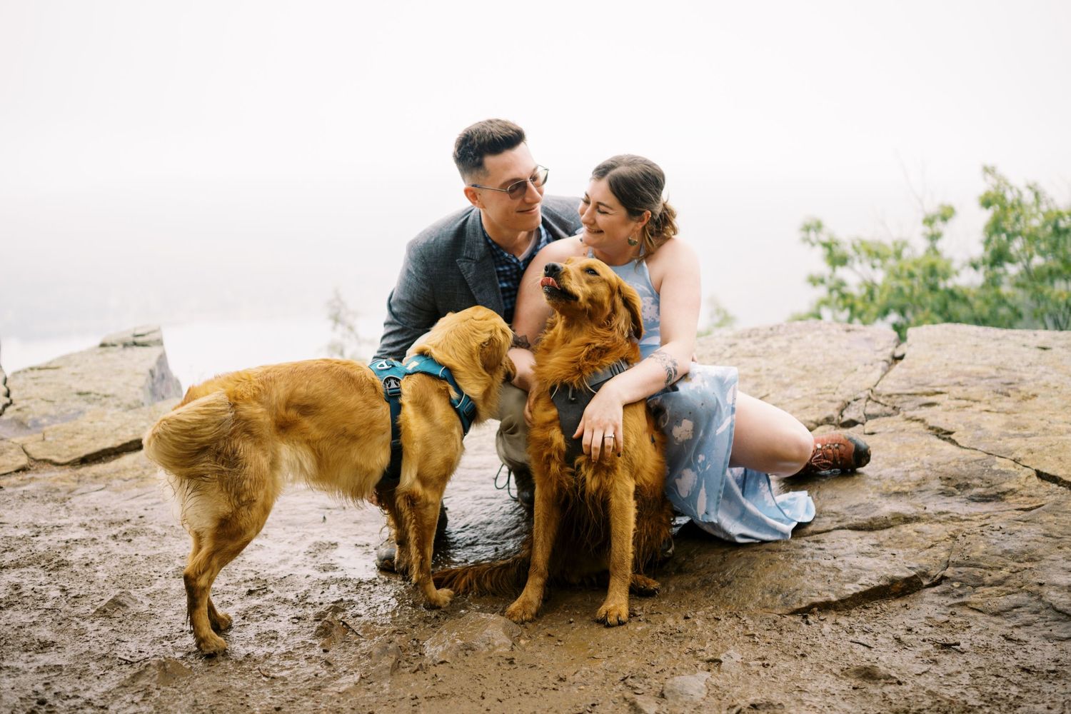A couple sits outdoors with their two large brown dogs wearing harnesses during an engagement photo session.