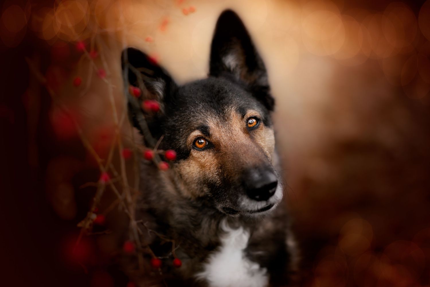 Photographe de chien en Belgique. Photographe canin Belgique. Photographe animalière belge.