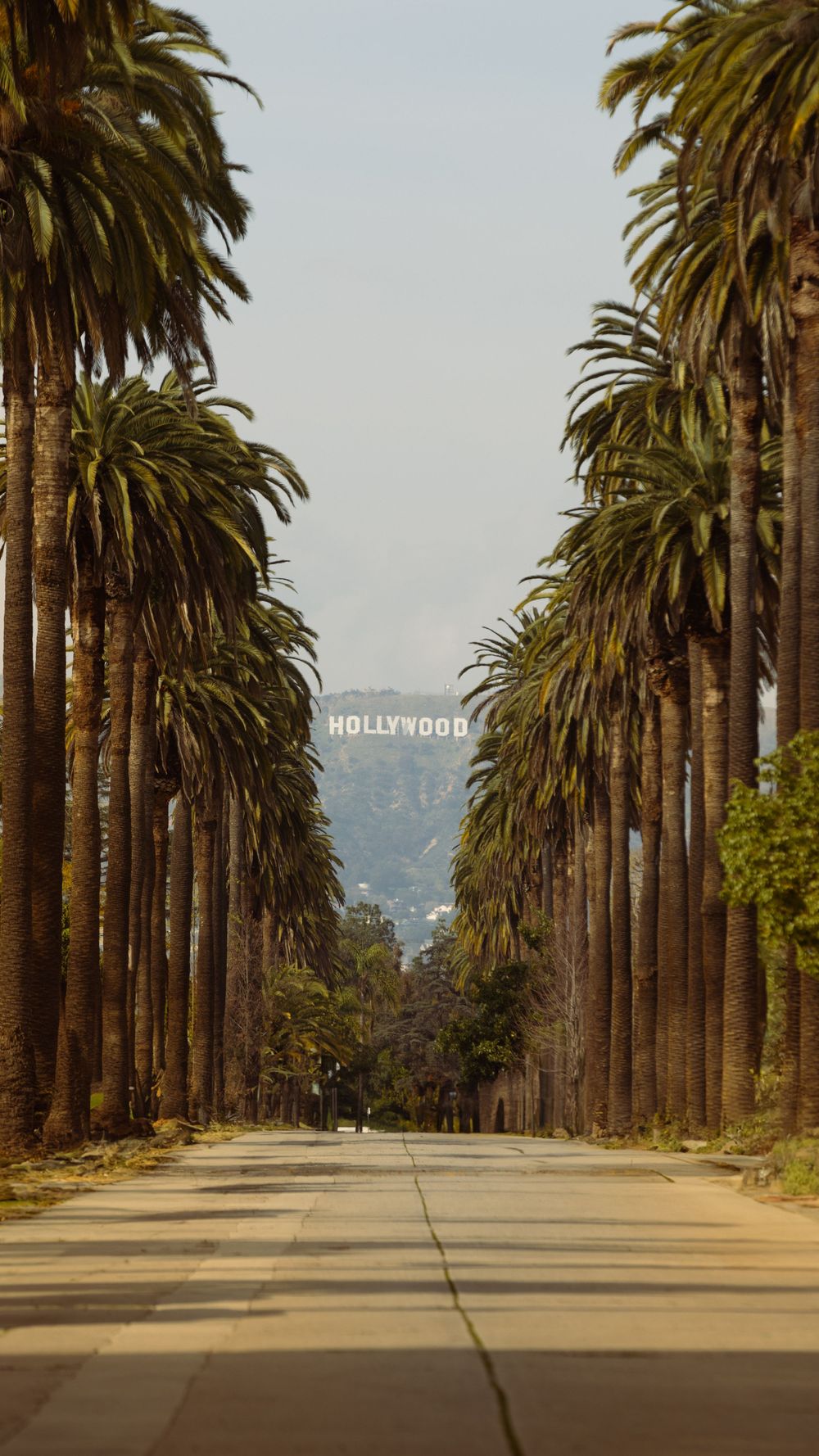 Palm tree lined boulevard leading to the iconic Hollywood sign in the distance.