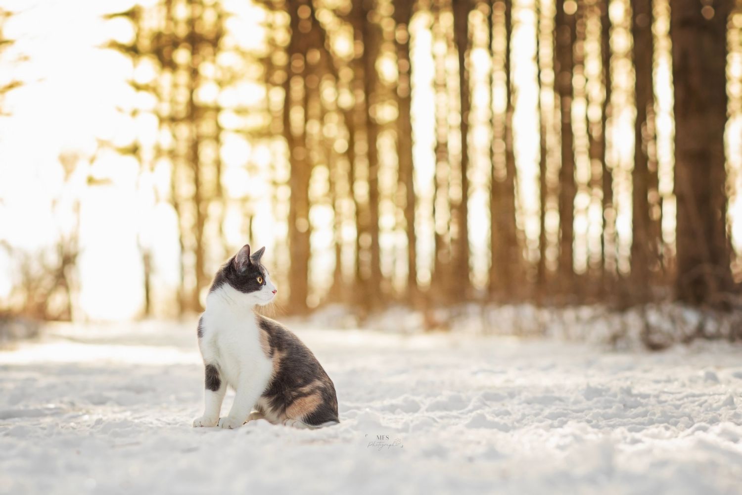 Kitten in a winter woodland scenery
