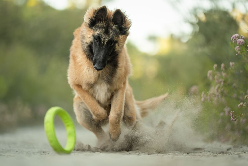 Belgian Tervuren dog chasing a green ring toy while kicking up dust on a dirt path.