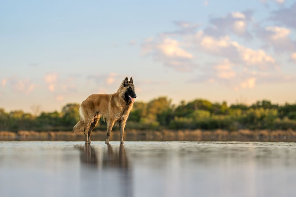 A belgian shepherd stands gracefully in shallow water during sunset, creating a peaceful reflection in the calm lake.