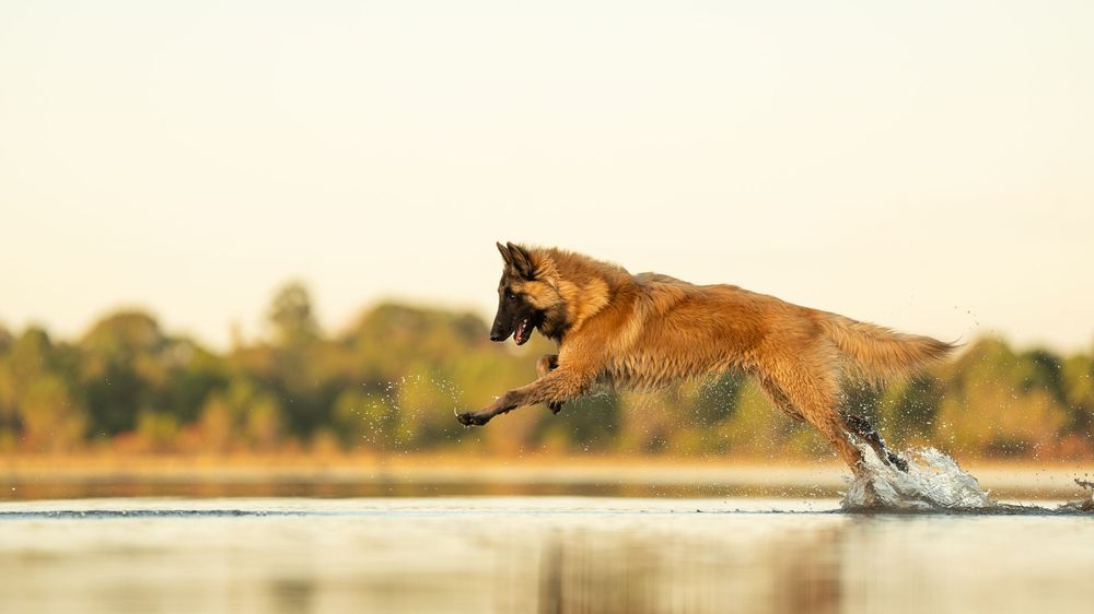 A panoramic photo of a Belgian Shepherd grazing at the lake at sunset with trees in the background.